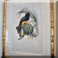 A51. Gould and Richter bird lithograph with gold frame. 
